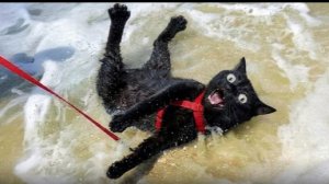 🚨УГАРНЫЕ ЖИВОТНЫЕ, КОТОРЫЕ ВПЕРВЫЕ УВИДЕЛИ ВОДУ🐯