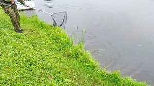Ловля Осётра,РК» Фишка Петряиха»