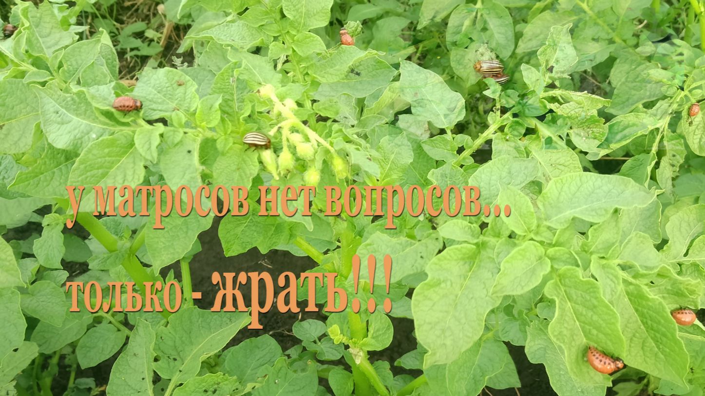 У матросов нет вопросов... только ЖРАТЬ! смотреть онлайн