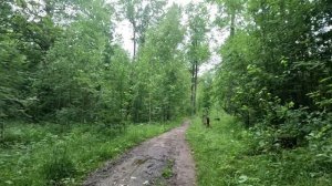 гуляю по зеленому лесу серия 30