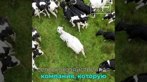 Американец вдохновился романом Льва Толстого и занялся сельским хозяйством в России