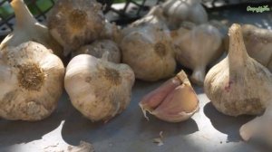Как не погубить урожай чеснока: проверьте это перед уборкой