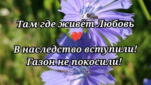 #155 В наследство вступили! Газон не покосили!