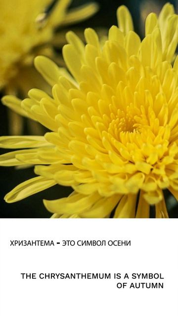 Хризантема смотреть онлайн