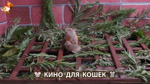 Видео для кошек про крысок развлекать питомцев 🐭🐀😂 584