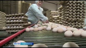 На Ставрополье значительно выросло производство яиц