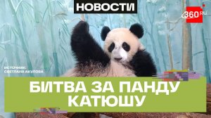 Московский зоопарк борется за Катюшу — как работает панда-дипломатия