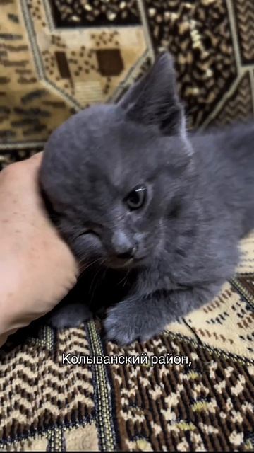 Новый питомец😊