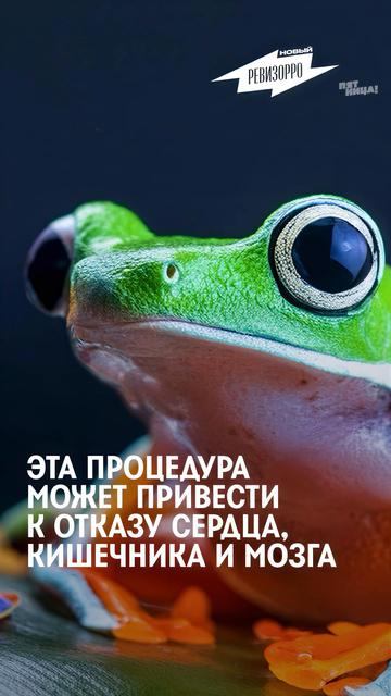 Нам даже к лягушкам страшно прикоснуться, а кто-то всерьёз лечится их ядом!#Ревизорро—вторник, 19:00 смотреть онлайн