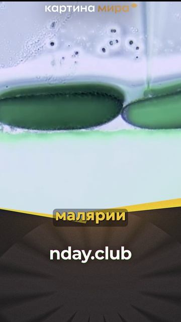 Фабрики Гейтса: Зачем миллиардеру 30 миллионов генетически модифицированных комаров в неделю?