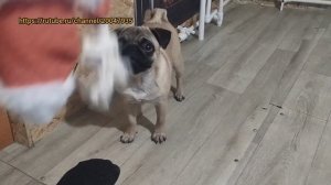 У Шани новая игрушка. Мопс