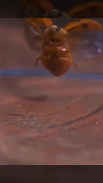 🐞🐞🐞