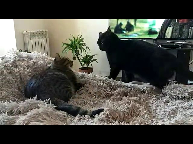 Кто кого запугает. смотреть онлайн