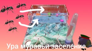 новые муравьи ура заселения