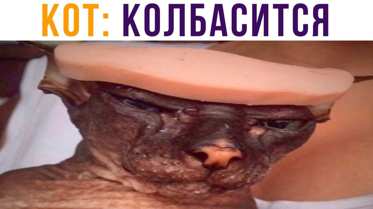 КОТ (колбасится) Пхапхахаха)) Приколы с котами смотреть онлайн