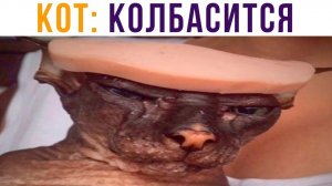 КОТ (колбасится) Пхапхахаха)) Приколы с котами