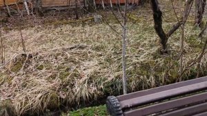 5-.Дача..прохладно но все растет! 29.04.23