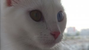 Коты-воители арт или новая Ава канала?