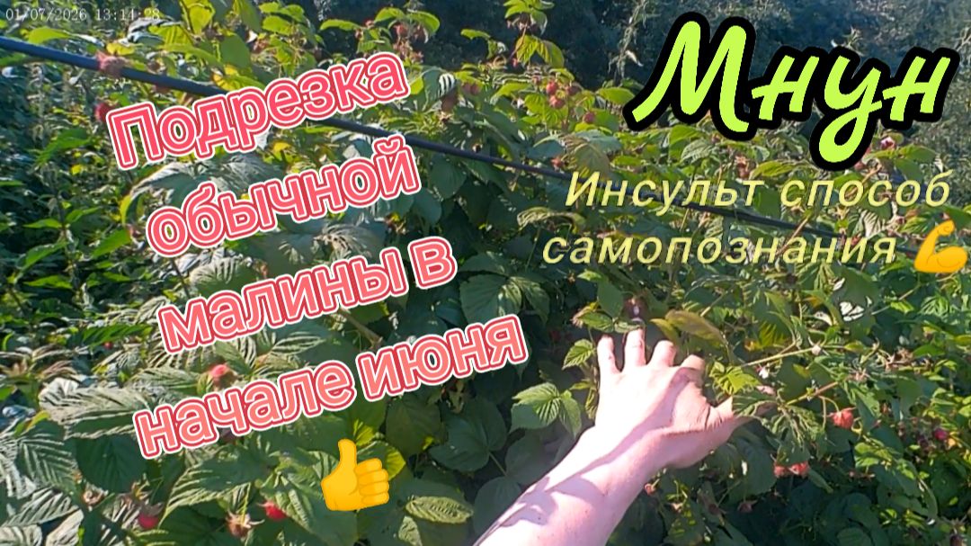 Обрезка обычной малины в начале июня 👍