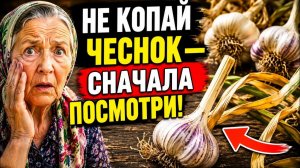 КОГДА ВЫКАПЫВАТЬ ЧЕСНОК 5 ПРИЗНАКОВ, КОТОРЫЕ НЕЛЬЗЯ ИГНОРИРОВАТЬ