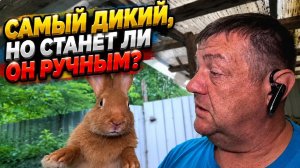 Укрощение строптивых кроликов и не только