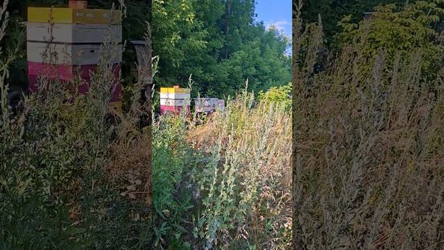 Пасека на базе. 10 июля 2026 года. смотреть онлайн