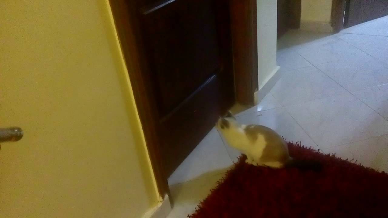 Ну прям ваще лазарище))) стоп... ЛАЗАРИ?! смотреть онлайн
