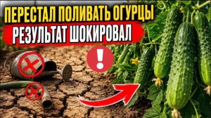 Безумный опыт с огурцами: убрал полив и обомлел! Эксперимент дал неожиданный результат