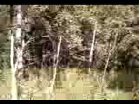 Samsung GT-S3600i camera test 160х120 смотреть онлайн