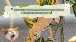 🦎ⲉⲕⳅⲟⲧυⲕⲁ ⲃ ⲧⲉⲣⲣⲁⲣυⲩⲙⲉ: υⲏⲧⲉⲣⲉⲥⲏыⲉ φⲁⲕⲧы ⲟ ύⲉⲙⲉⲏⲥⲕⲟⲙ ⲭⲁⲙⲉⲗⲉⲟⲏⲉ🌿