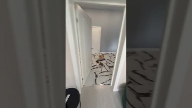 17618179590719 (online-video-cutter.com)