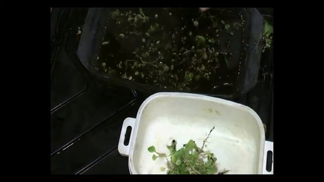ДНЕВНИК ТАБАКОВОДА № 3 ( Прореживание без потерь коротко 31.03.16.) ТАБАК смотреть онлайн