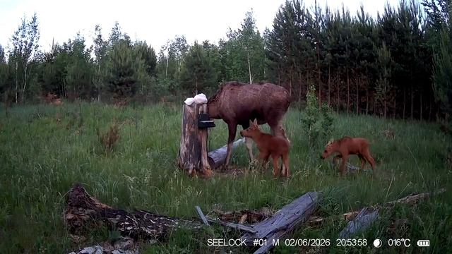 🦌 В лесах Курганской области животных подкармливают солью
