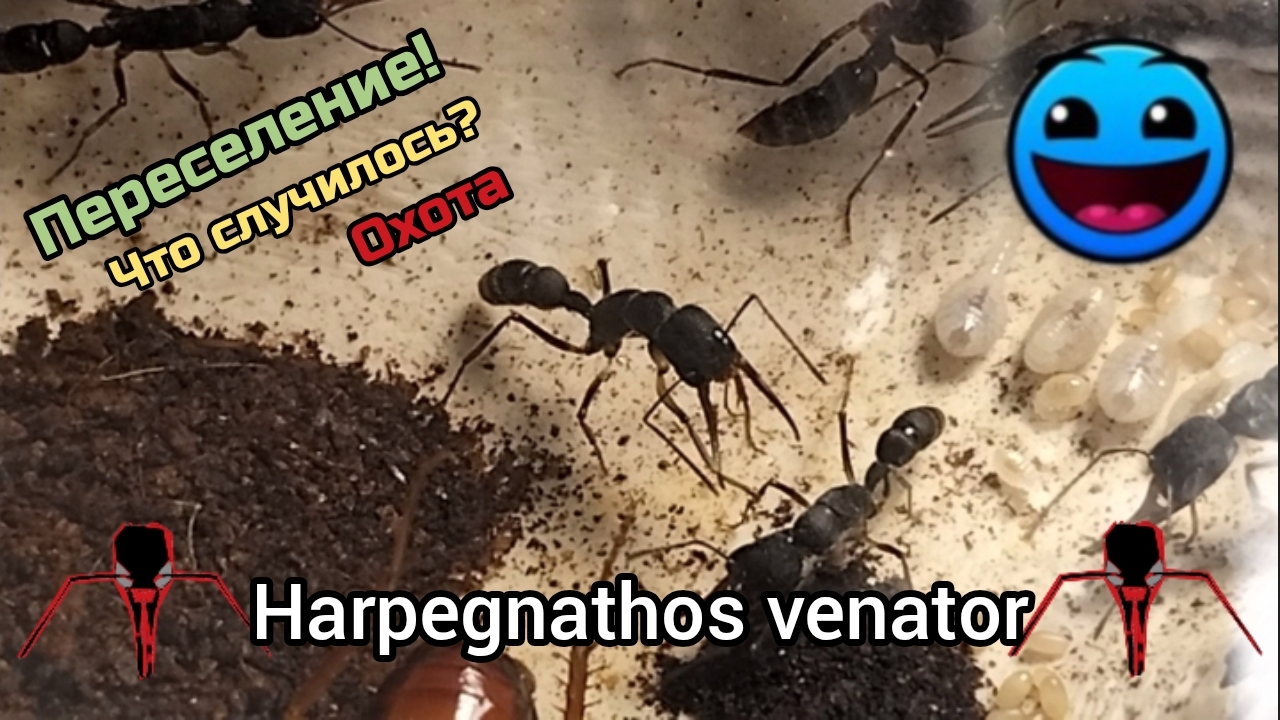🍀Harpegnathos Venator. Новости, переселение, охота!🍀