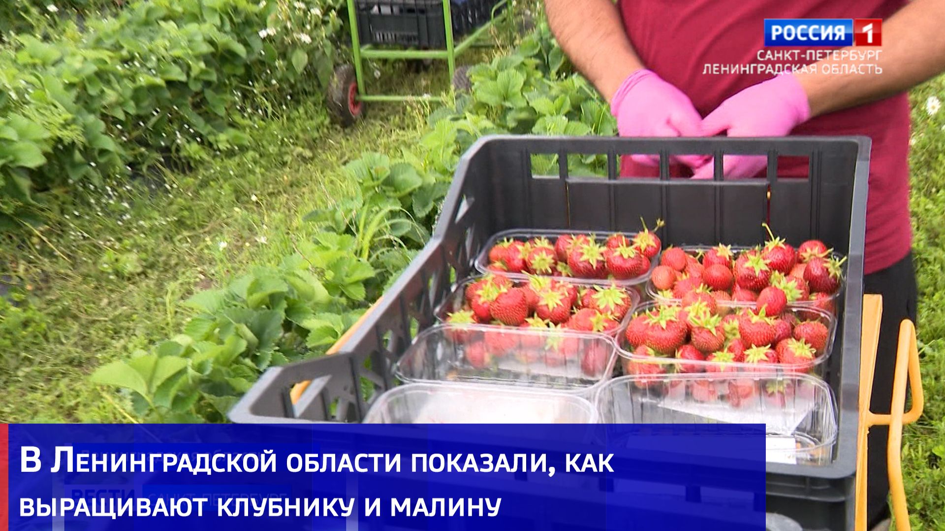В Ленинградской области показали, как выращивают клубнику и малину