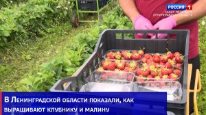В Ленинградской области показали, как выращивают клубнику и малину
