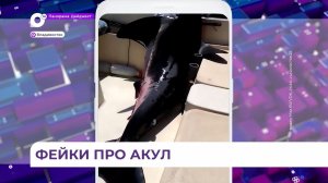 Эксперты-учёные: большинство видео про хищных акул в Приморье – фейки