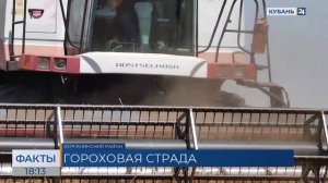 К уборке гороха приступили в Краснодарском крае
