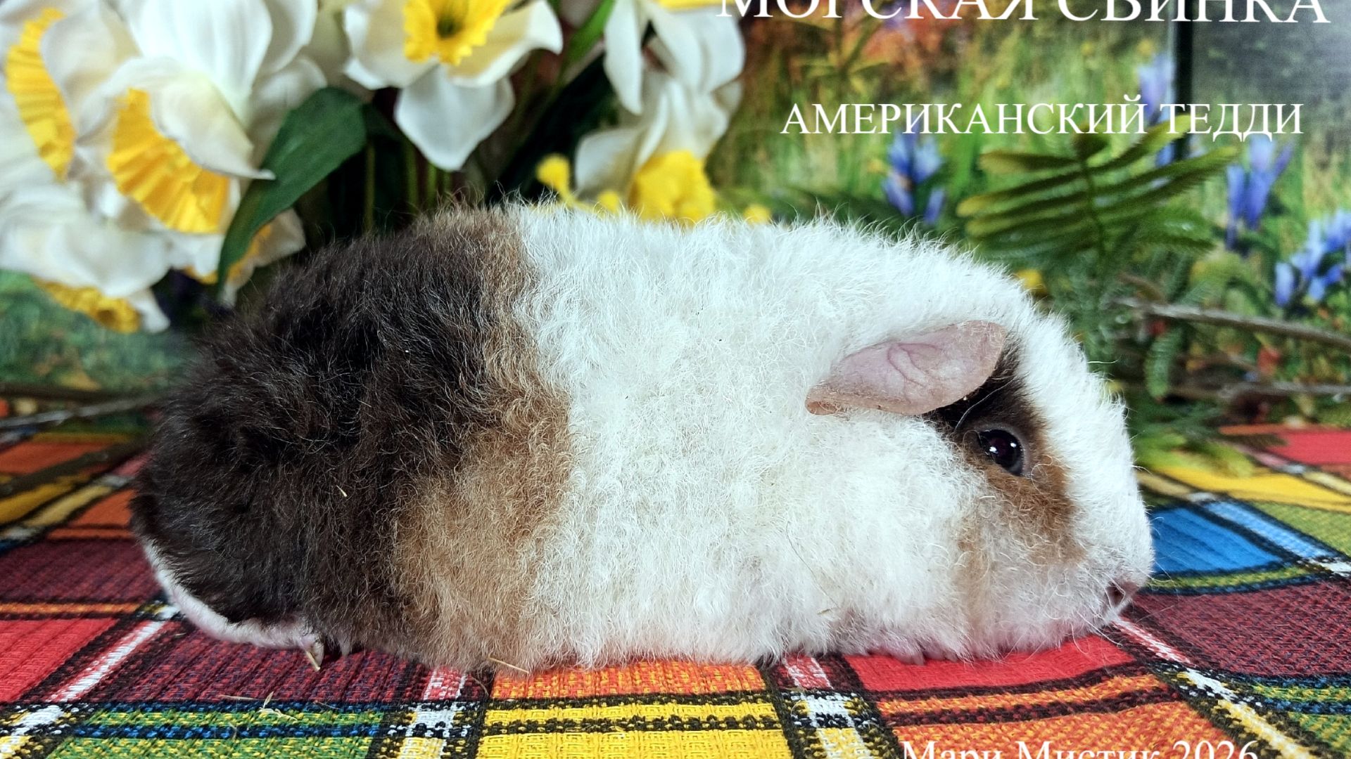 Алиса и Баунти #морские_свинки 10/07/26 #американский_тедди #мари_мистик