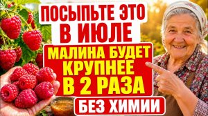 МАЛИНА МЕЛКАЯ В ИЮЛЕ? / ДАЙТЕ ЭТО — ЯГОДА СТАНЕТ В 2 РАЗА КРУПНЕЕ!