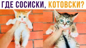 Я спрашиваю, ГДЕ СОСИСКИ, КОТОВСКИ??) Приколы
