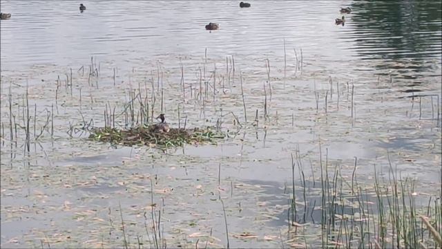 04.07.2026, Валдай, Чомга смотреть онлайн