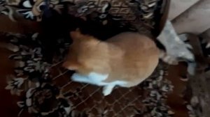 КОТОЖИЗНЬ│funny cats│winter begins