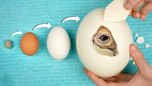 Я вывел самые большие и самые маленькие яйца в мире! Что получилось?