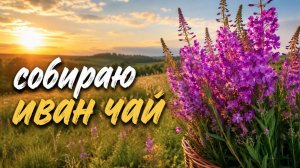 Наконец поймал момент собрать Иван-чай. Посушил и упаковал.