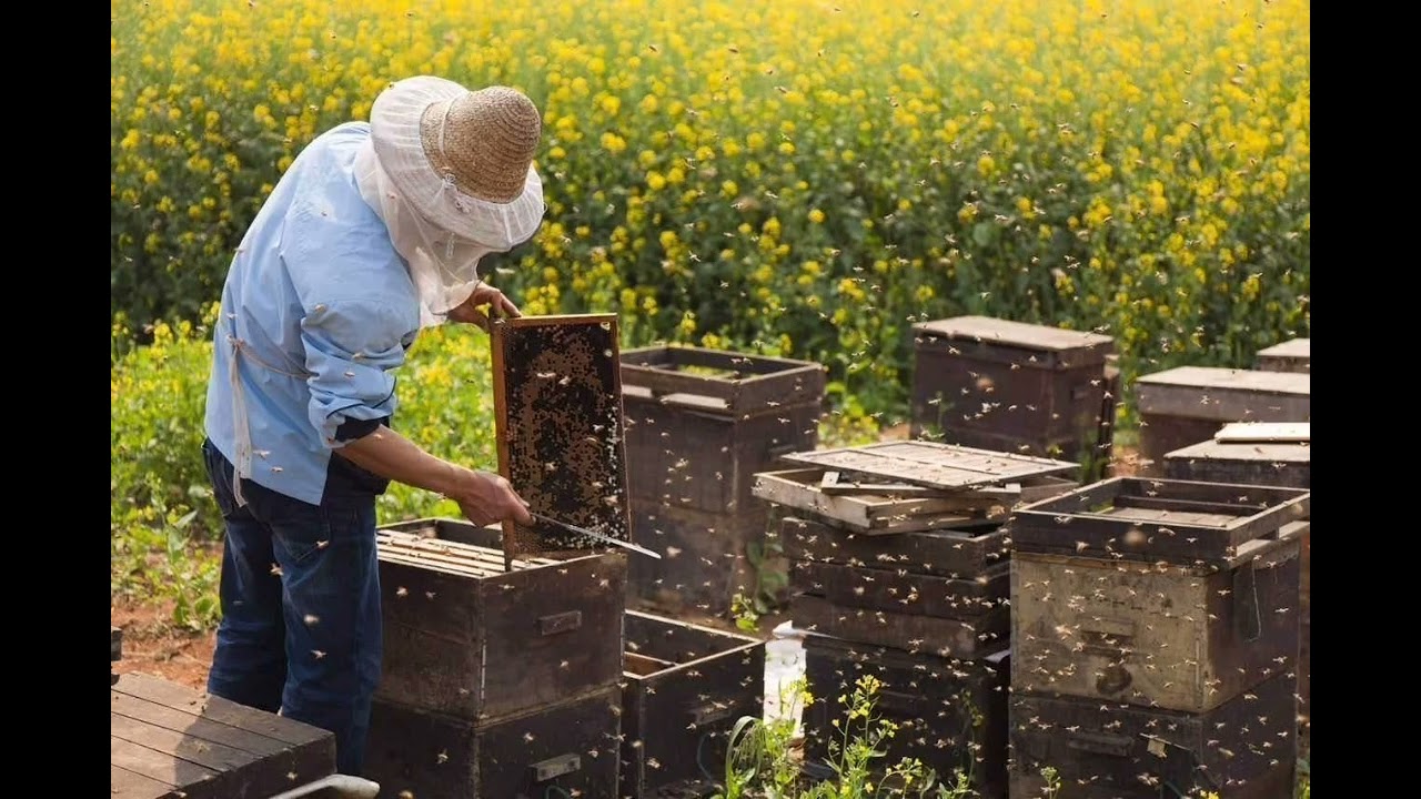 КИЗЛЯР ГРУППА ПЕЧЕЛОВОДСТВА -ПЕЧЕЛОПРОДУКТЫ смотреть онлайн