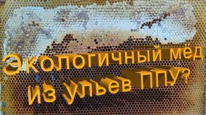 Можно ли получить экологический мёд в ППУ ульях? Отвечает профессор Кашковский 🍯🧪
