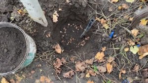 Посадка саженца винограда осенью на постоянное место без секретов, все просто и надежно. Мой способ