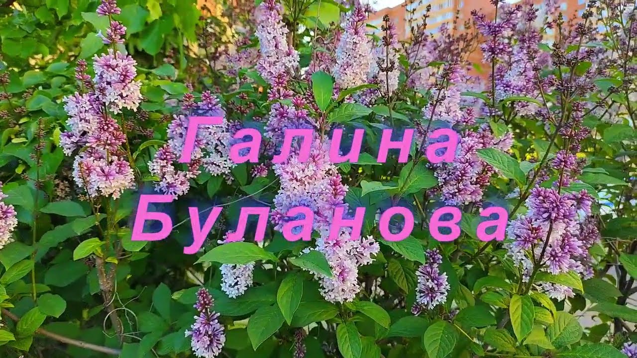 "А мамины глаза" муз. Евгения Мартынова, сл. Михаила Пляцковского, исполняет Галина Буланова смотреть онлайн
