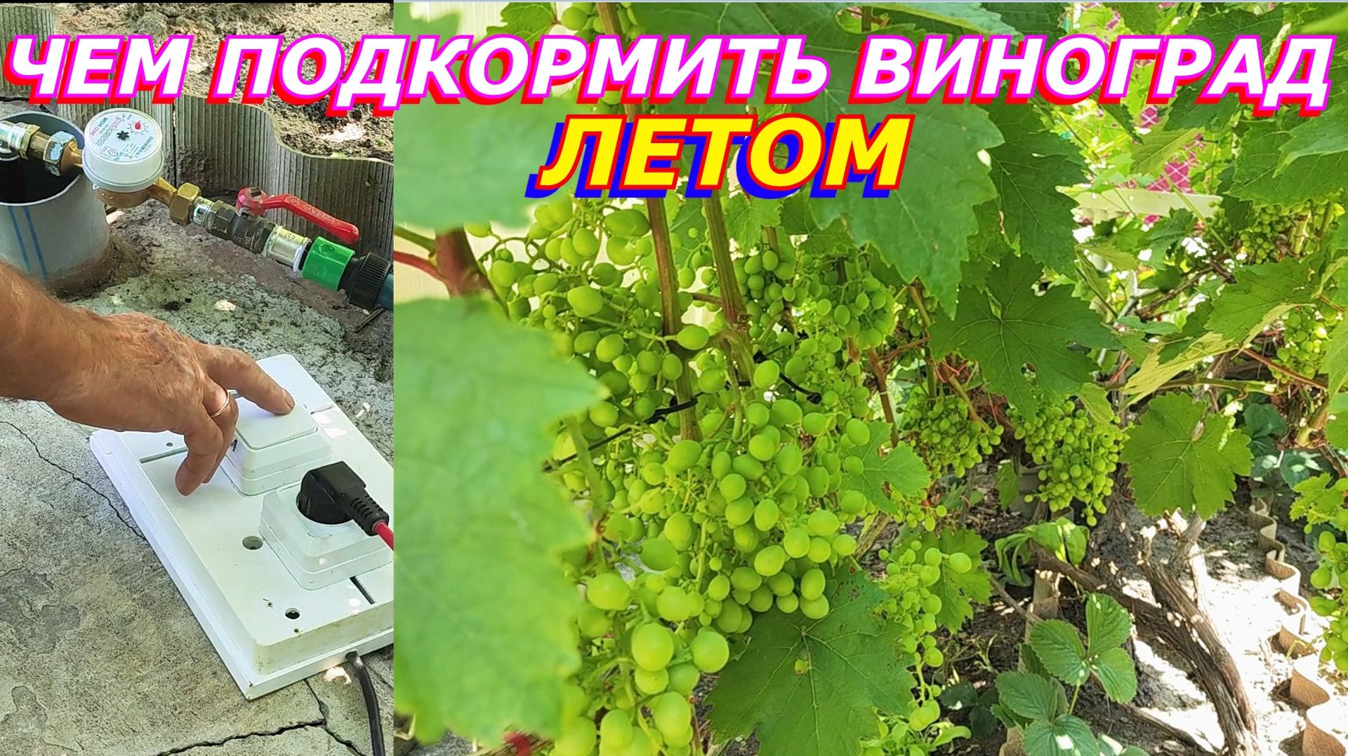 САДОВОДСТВО И ОГОРОДНИЧЕСТВО